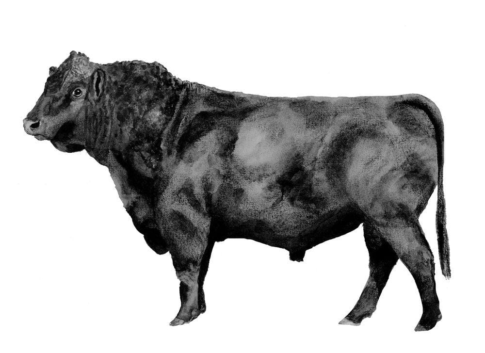 Carina Chambers Design Limited Edition Print Black Bull