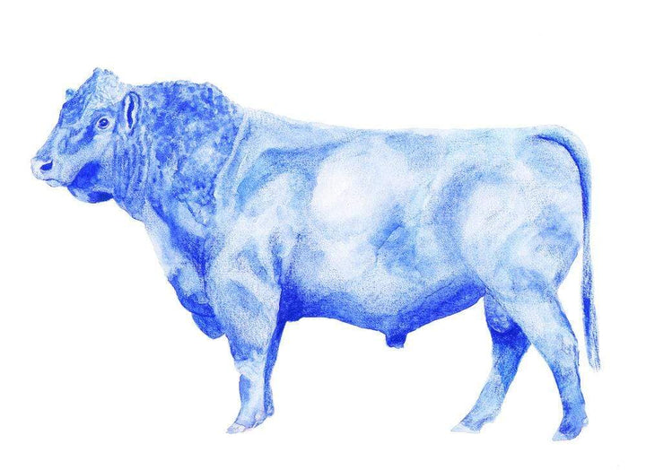 Carina Chambers Design  Limited Edition Print Blue Bull