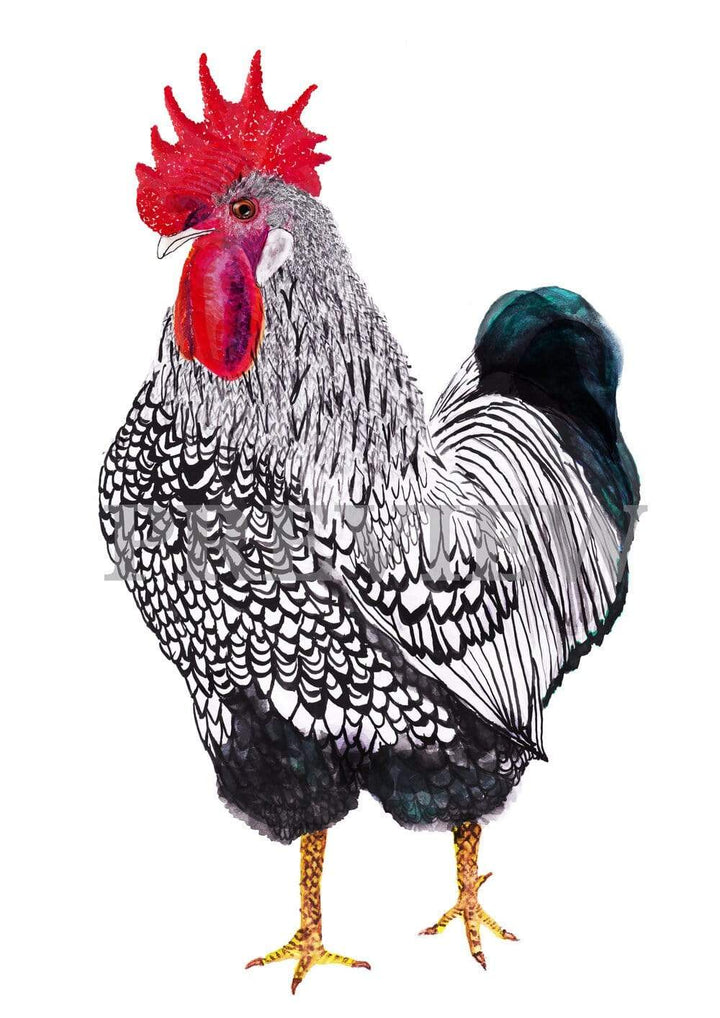 Carina Chambers Design  Limited Edition Print Wiley Rooster