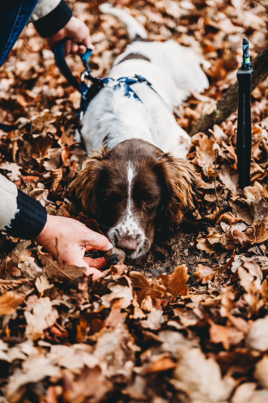 Truffles