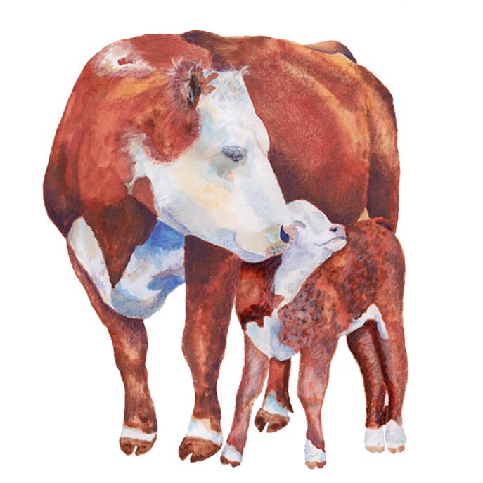 Carina Chambers Design Limited Edition Print Hereford Cow and Calf
